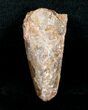 Bargain Spinosaurus Tooth - inches #4480-1